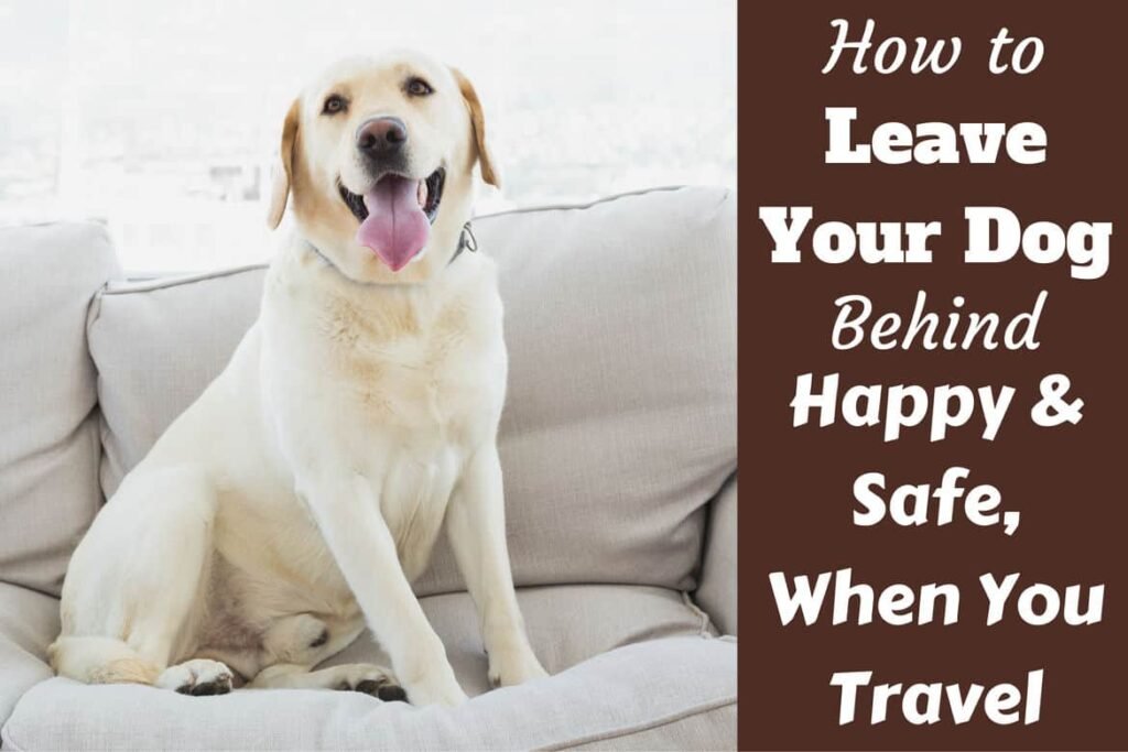 Where to Leave Your Dog When You Travel