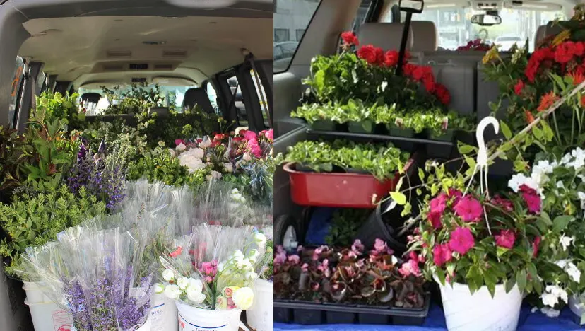How to transport flowers in a car