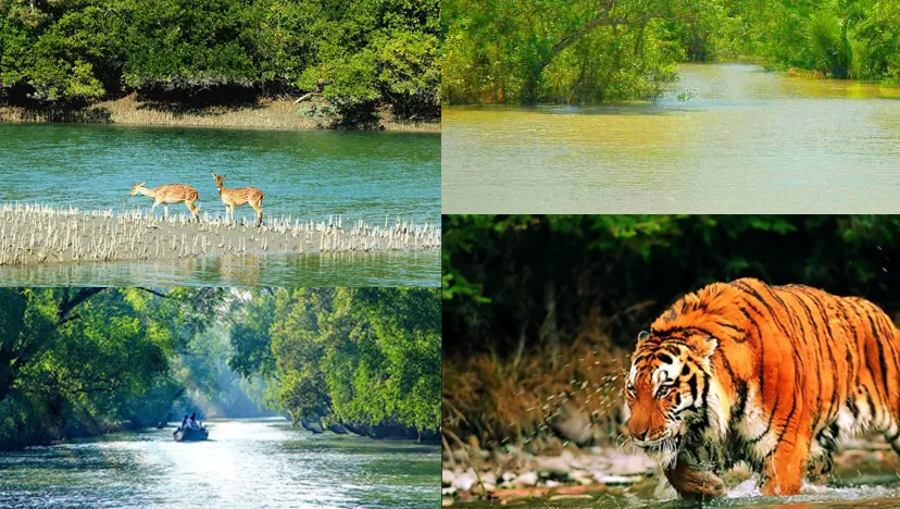 Natural Wonders Of Sundarbans