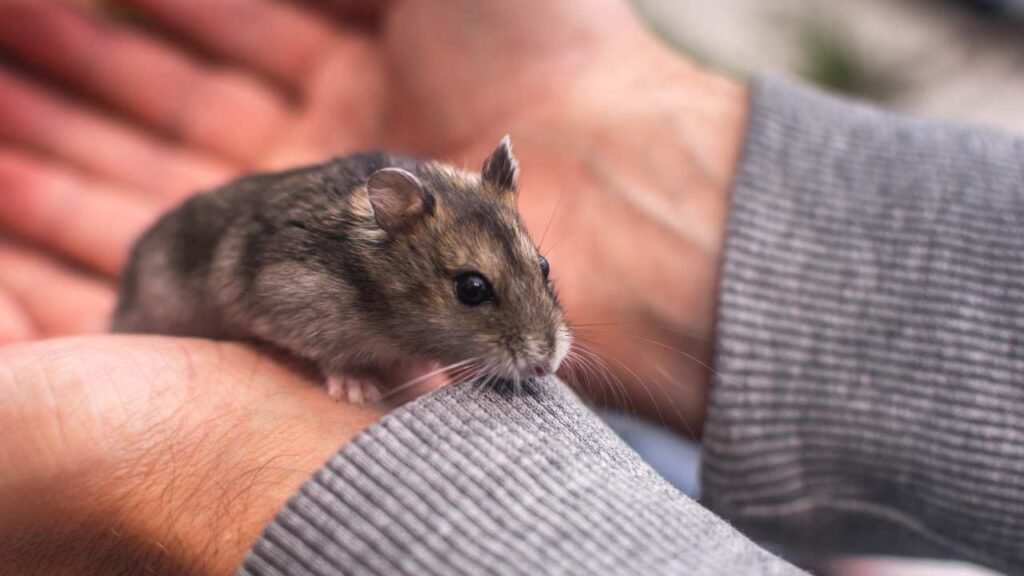 Can You Take a Hamster on a Plane?