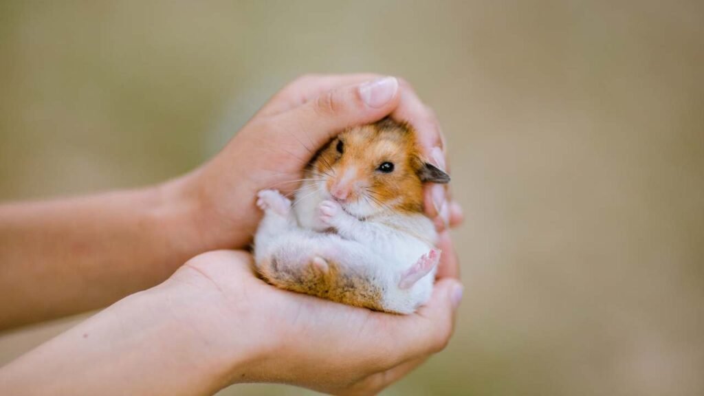 Hamsters As Travel Companions